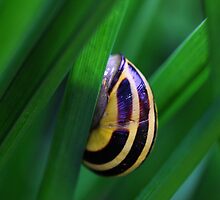 Snail by RosiLorz