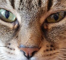 Hypnotizing eyes by jos2507