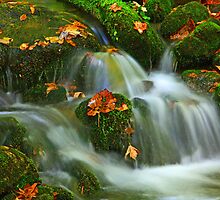 WATER DANCE by Chuck Wickham