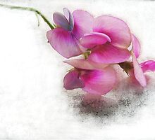 sweet and lonely by agawasa
