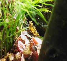 Yellow Frog by lroof