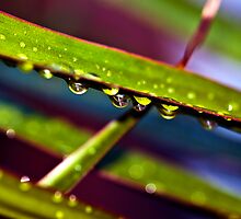 Green Drops by Scott Cook