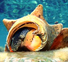 Anyone seen my glasses? by Leon Heyns