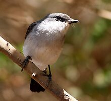 mangrove robin by birdpics