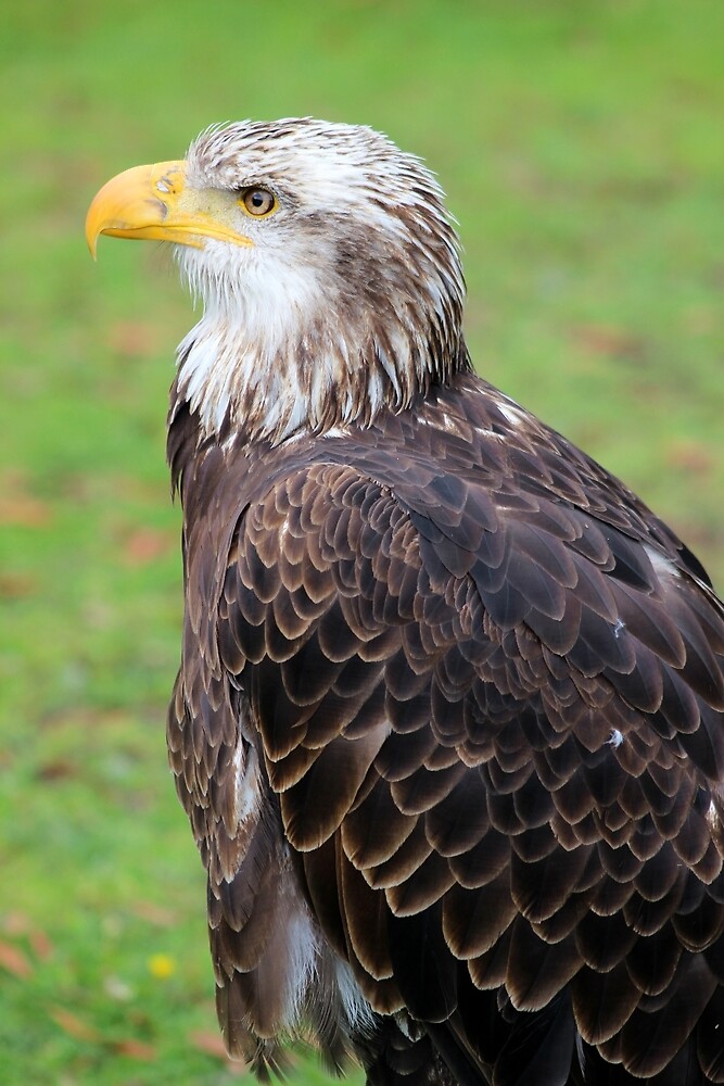 "Side View of Female American Bald Eagle" by rhamm Redbubble