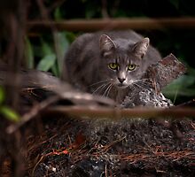 Dont bother me, I'm busy!!!!!!!!! by LorrieBee