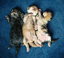 Just being this cute is completely exhausting! by micklyn