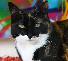 Tortieshell by Ell-on-Wheels