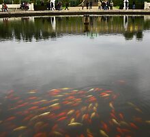 Just a little bit Koi by Ell-on-Wheels