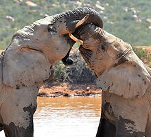 Wrestle Mania by Macky