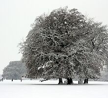 Winter in Petworth Park by Emma Turner
