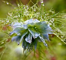 Rain Drops on a Blue Flower by Erika Hastings