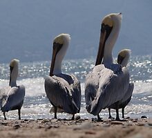 Group of migrant pelicans at the beach of Puerto Vallarta - Grupo de pelicanos migrantes en la Bahia de Puerto Vallarta by Bernhard Matejka