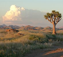 Namib Desert Aloe Tree - Namibia by Austin Stevens