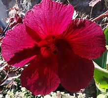 Elegant Rose of Sharon - extravagant colour by Bernhard Matejka