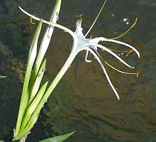 Plants of water and everglade by Bernhard Matejka