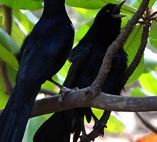 Courtship of Urracas by Bernhard Matejka