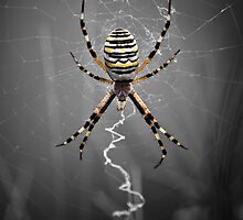 Golden Banded Garden Spider by V-Light