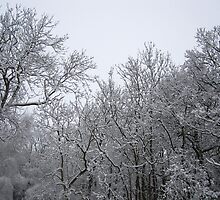 A Light Dusting by HeatWave