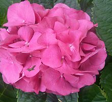 Proud, Pink & Powerful by KazM