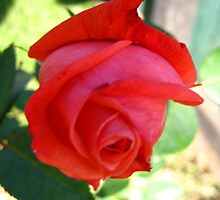 November Rose 3 by dge357
