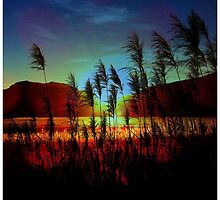 Sugarcane Sunset by MobiTog