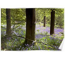 Bluebells in Clapdale Wood - The Yorkshire Dales Poster