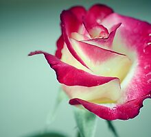 Sweetness by Jemma Ryan