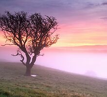 Misty Sunrise, near Kendal, Cumbria by Dave Lawrance