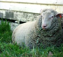 Lefty Relaxing by Tamara Kenneally