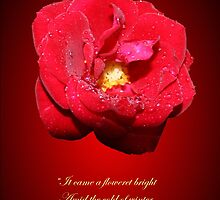 Lo how a rose e'er blooming by patjila