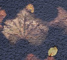 Leaf in Ice texture after rain by Antanas