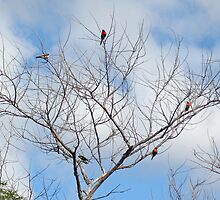 War of the Birds by STHogan