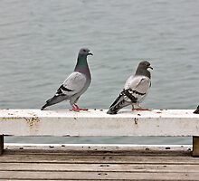 Variety is the Spice of Life by dilouise
