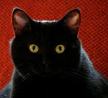 Staring Contest WINNER !!! by Jean Gregory Evans