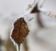 Day 83 by KatsEyePhoto
