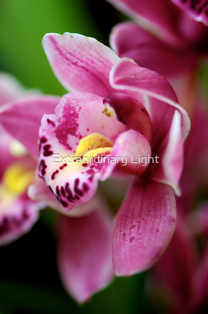 “Pink Cymbidium Orchid” by Renee Hubbard Fine Art Photography | Redbubble