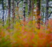 Early Autumn - When an early autumn walks the land and chills the breeze and touches with her hand the summer tree. by Brown Sugar . Favorites: 6 Views: 421. Thx! Thank you very much ! by © Andrzej Goszcz,M.D. Ph.D