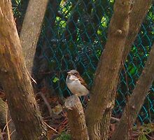 Time out for the battle with the squirrels for din dins by MarianBendeth