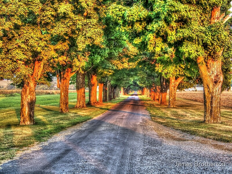 Tree Lined By James Brotherton Redbubble