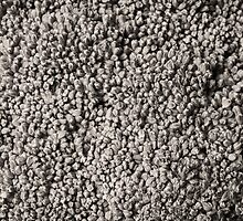 Broccoli by photojot