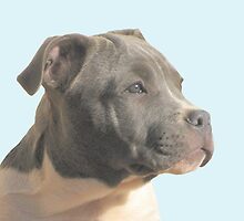 I'm Handsome by Ginny York