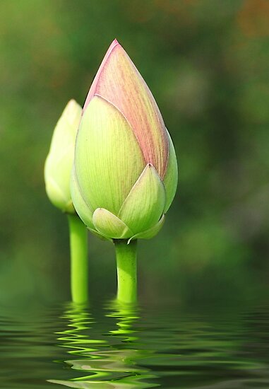 budding lotus