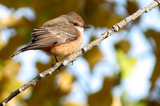 Vermilion Flycatcher ~ 1st Winter Male by Kimberly P-Chadwick Vermilion Flycatcher ~ 1st Winter Male by Kimberly P-Chadwick
