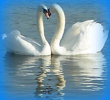 Mute swans displaying by Meladana