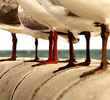 OK lefty, you go and play the 'poor one-leg me' routine, and we'll follow with the old rear guard action. by Maree Cardinale