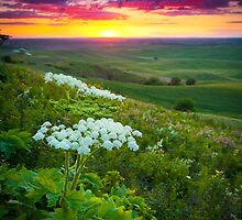 Palouse Flowers by Inge Johnsson
