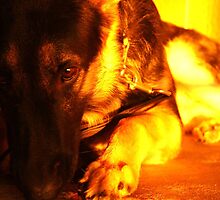 German Shepherd by DontBlink182