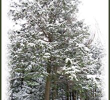 Frosty Snow Covered Pine Trees in a Scenic Wintry Forestscape after a Winter Storm in Quebec by Chantal PhotoPix