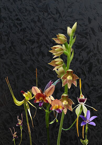 Australian Orchids Photos